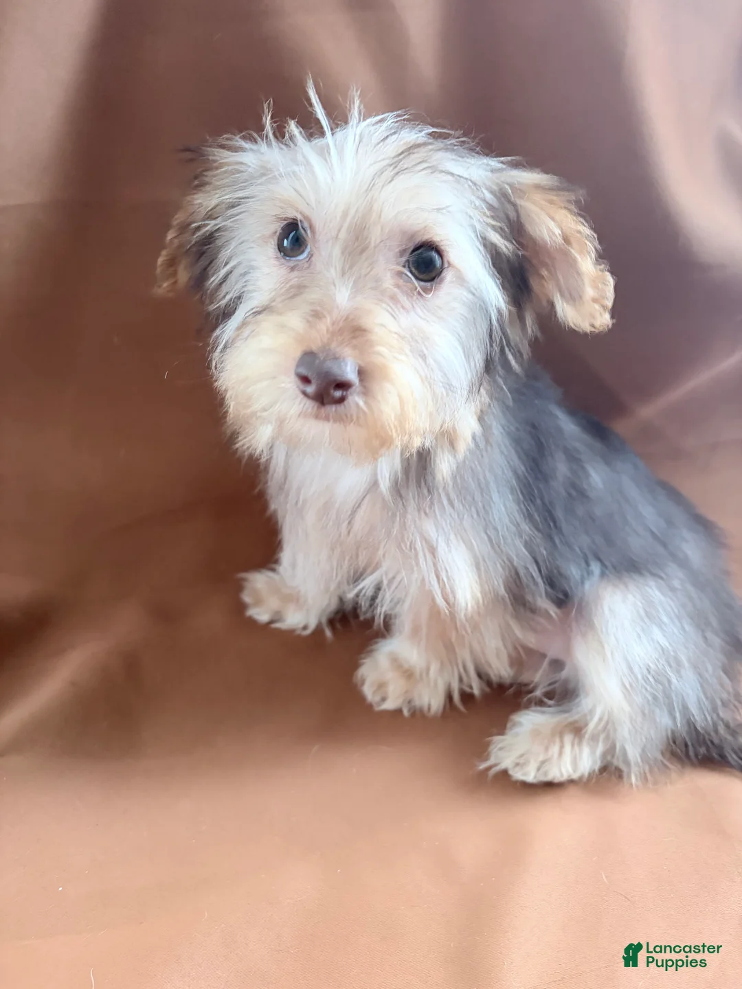 Morkie dogs for sale: Gucci  - Ad 1