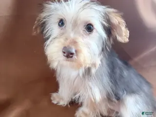 Morkie dogs Gucci - Ad 15