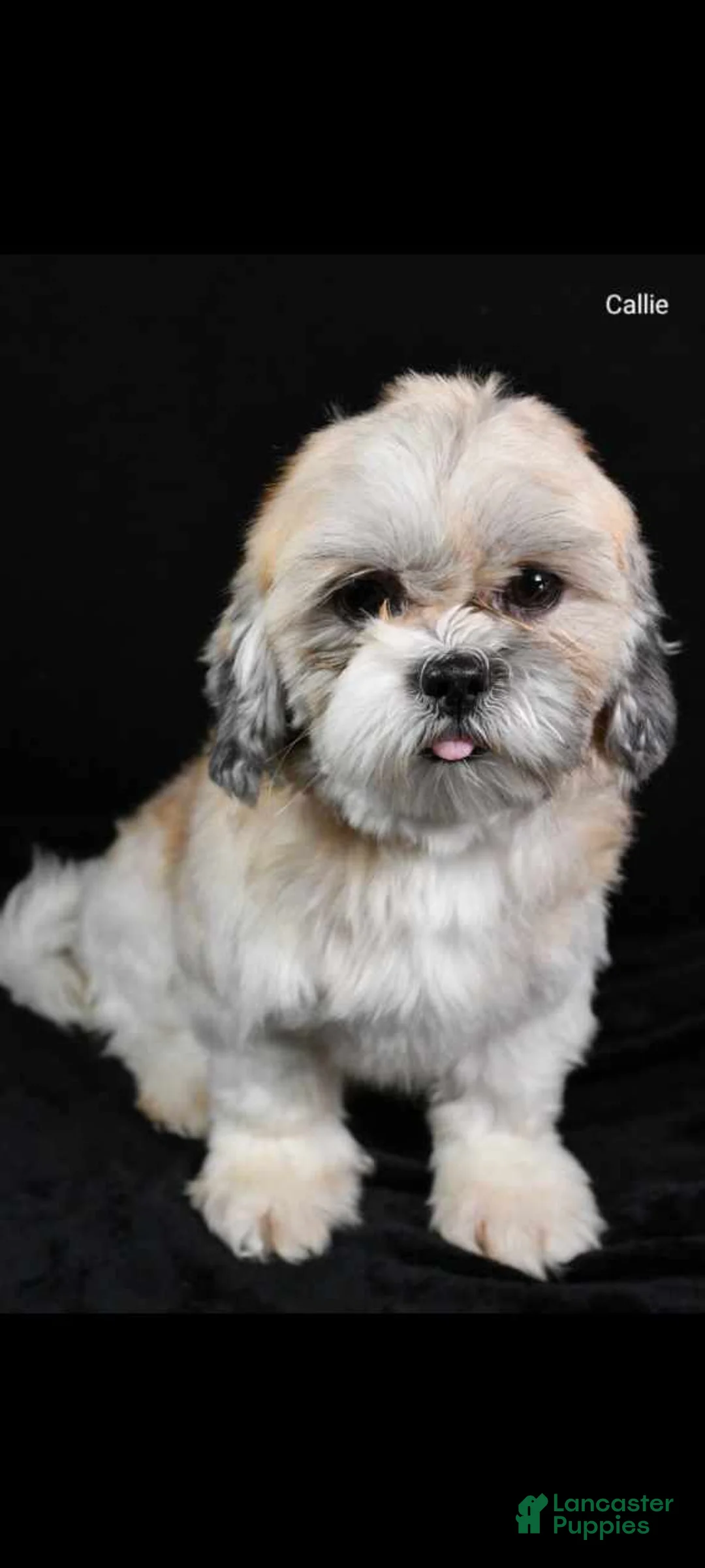 Shih Tzu dogs for sale: Harlan - Ad 9