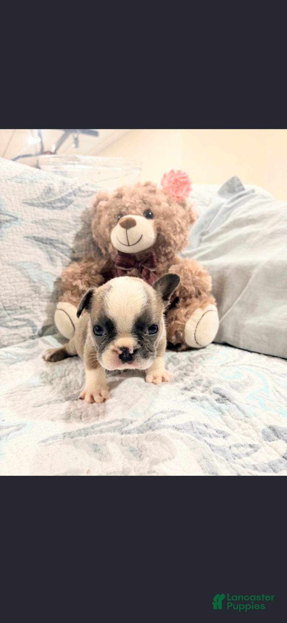 French Bulldog dogs Chandler - Ad 2