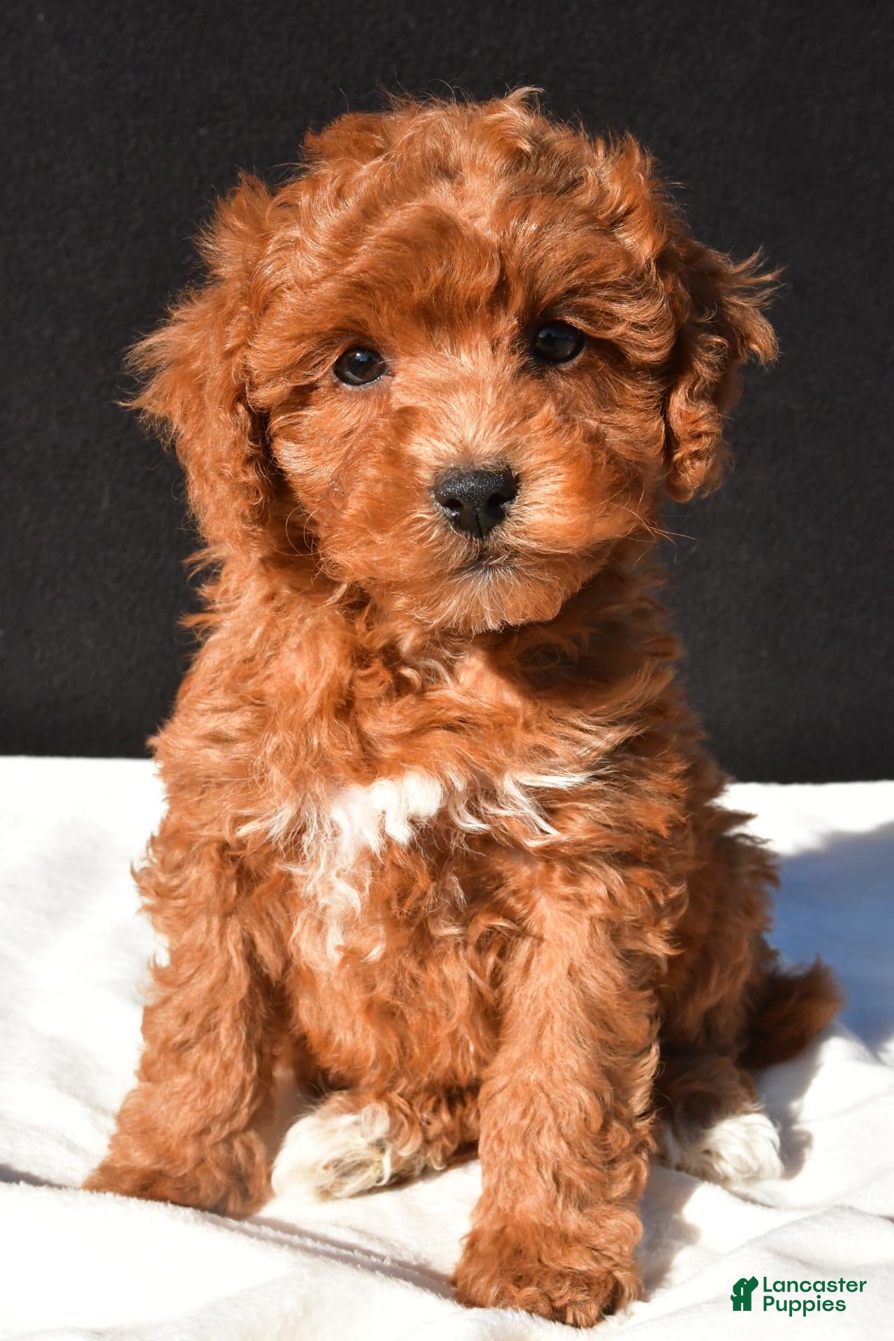 Toy Poodle dogs for sale: Theo - Ad 1