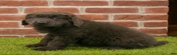 Newfoundland dogs for sale: Hannah - Ad 6