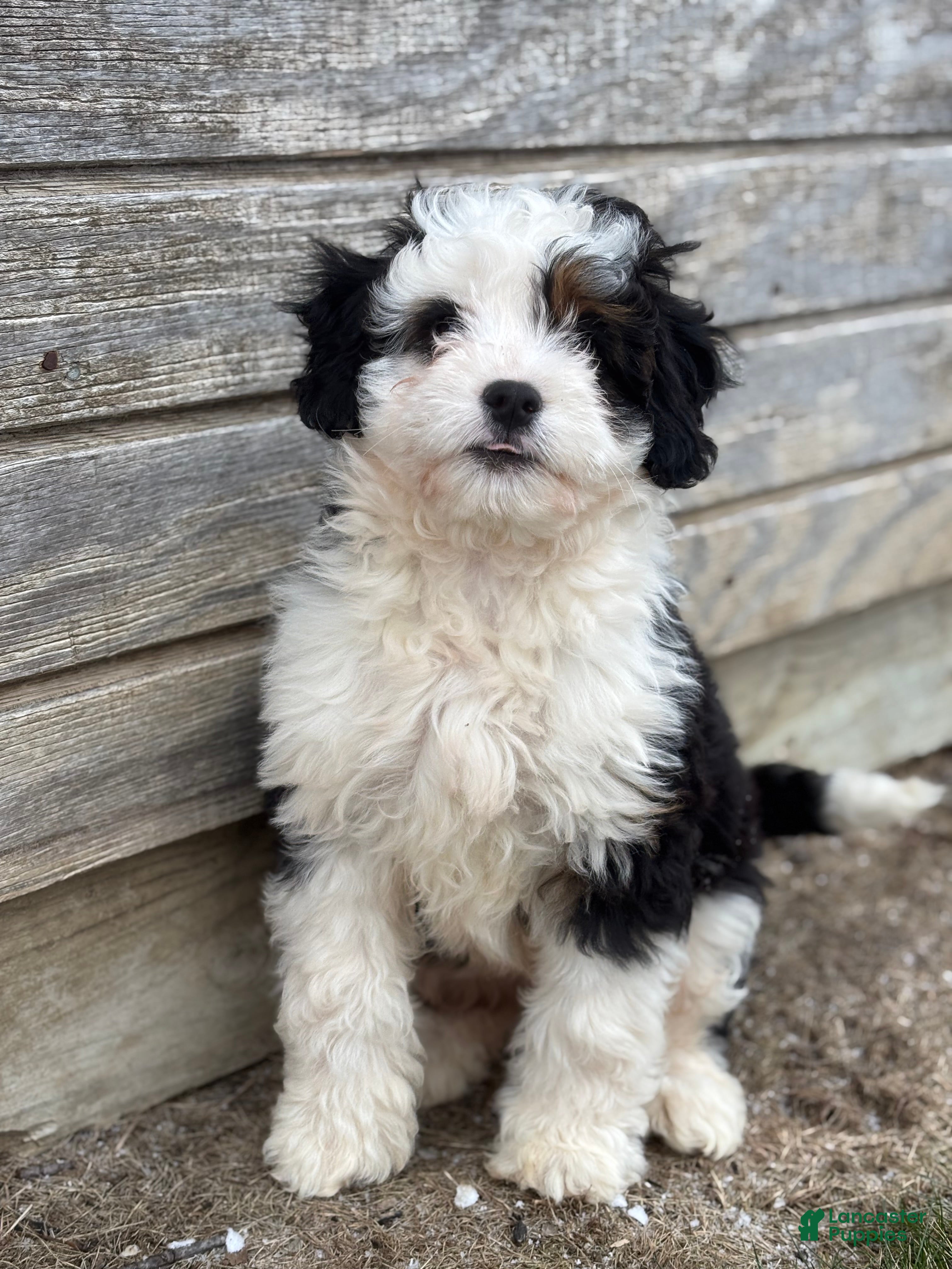 Mini Bernedoodle dogs Lacy - Ad 2