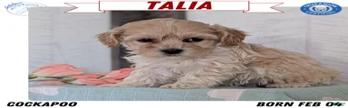 Talia