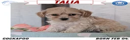Cockapoo dogs for sale: Talia - Ad 1