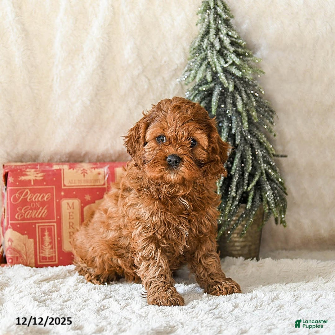 Cockapoo dogs for sale: Winnie - Ad 1