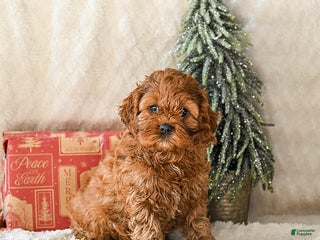 Cockapoo dogs Winnie - Ad 41