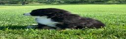 Bernese Mountain Dog dogs for sale: SweetPea - Ad 2