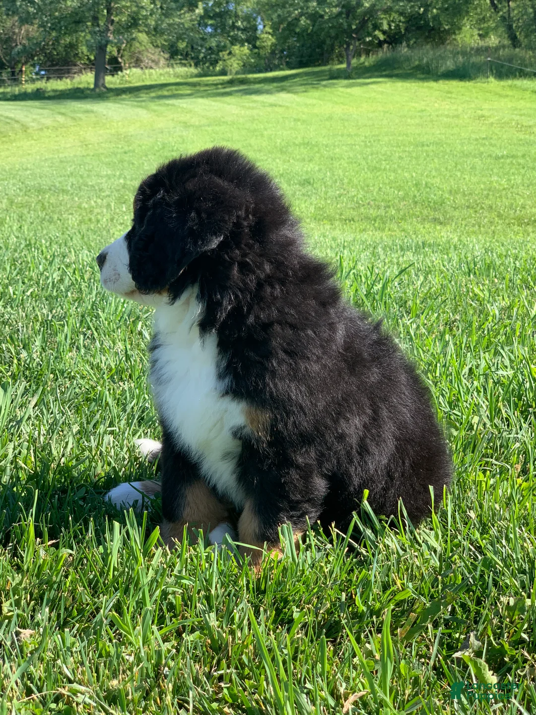 Bernese Mountain Dog dogs for sale: SweetPea - Ad 2