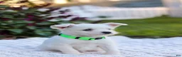 Mixed Breed dogs for sale: Cutie - Ad 10
