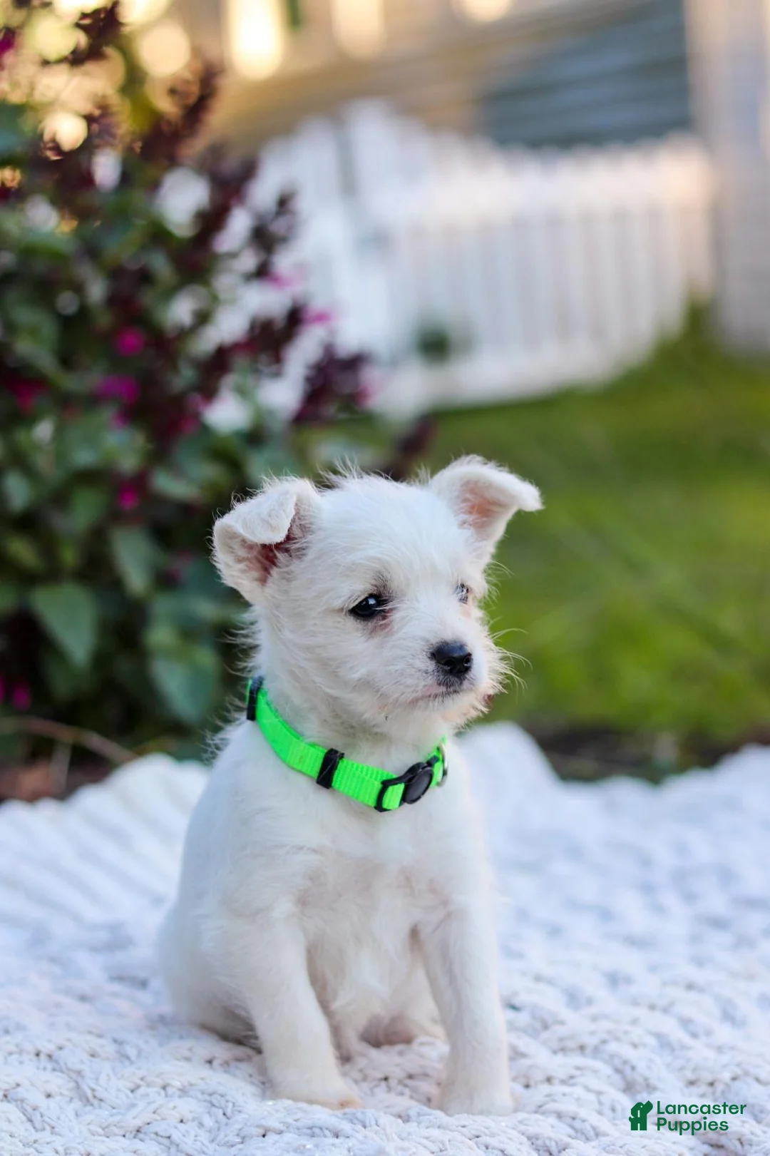 Mixed Breed dogs for sale: Cutie - Ad 10
