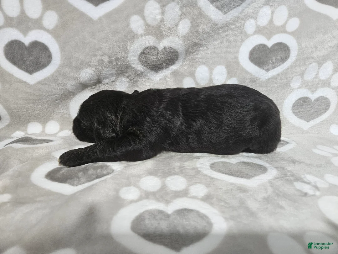 Goldendoodle dogs for sale: F1 Zucchini - Ad 2