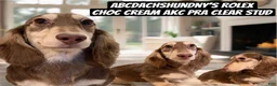 Miniature Dachshund dogs for sale: Chocolate and Cream AKC  - Ad 3