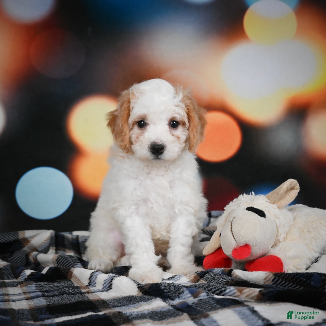 Mini Bernedoodle dogs for sale: Mable - Ad 9