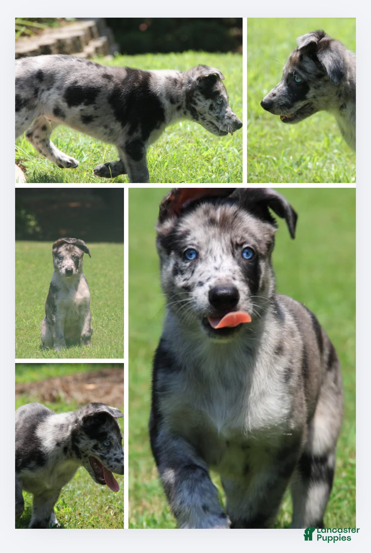 Mixed Breed dogs Journey - Ad 4