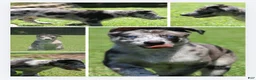Mixed Breed dogs for sale: Journey - Ad 1