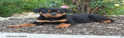 Rottweiler dogs for sale: Sky - Ad 2