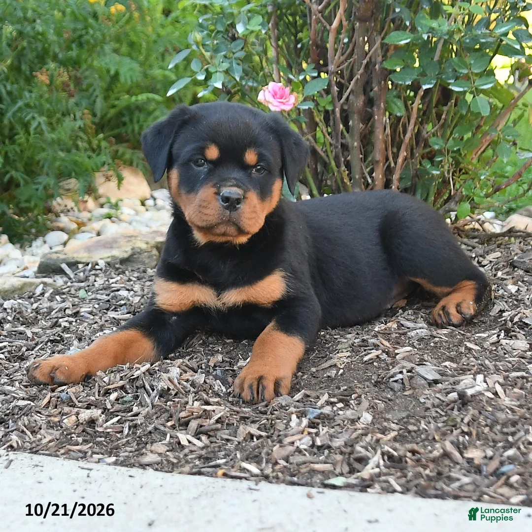 Rottweiler dogs for sale: Sky - Ad 2