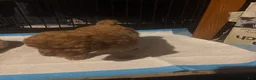 Mini Goldendoodle dogs for sale: Jessie - Ad 1