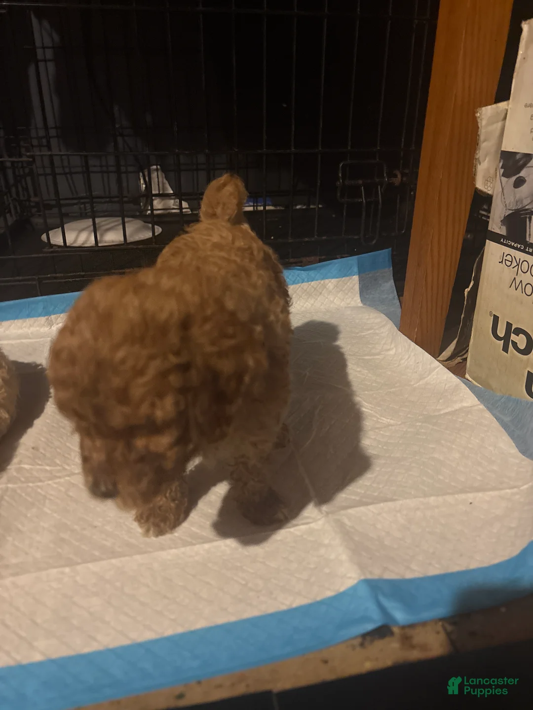 Mini Goldendoodle dogs for sale: Jessie - Ad 1