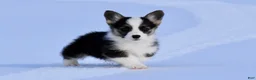 Welsh Corgi Pembroke dogs for sale: Welsh Corgi Pembroke Puppy 4 - Ad 3