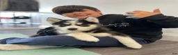 Siberian Husky dogs for sale: Willow - Ad 10