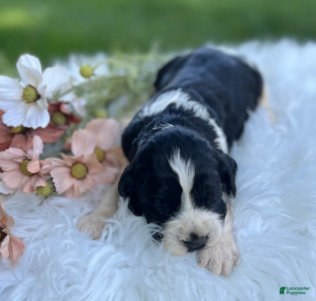 English Springer Spaniel dogs for sale: Duke - Ad 2