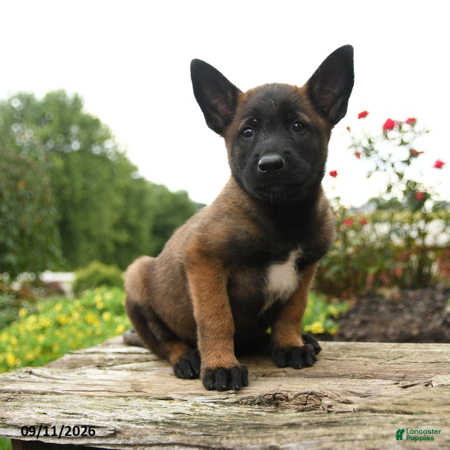 Belgian Malinois dogs Ranger - Ad 2