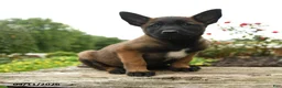 Belgian Malinois dogs for sale: Ranger - Ad 2