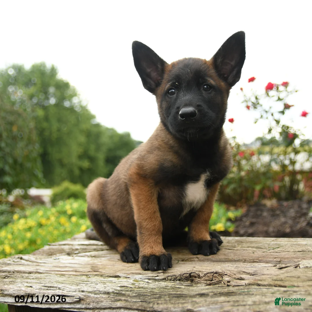 Belgian Malinois dogs for sale: Ranger - Ad 2