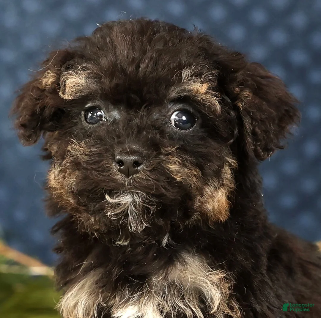 Havapoo dogs for sale: Polly - Ad 9