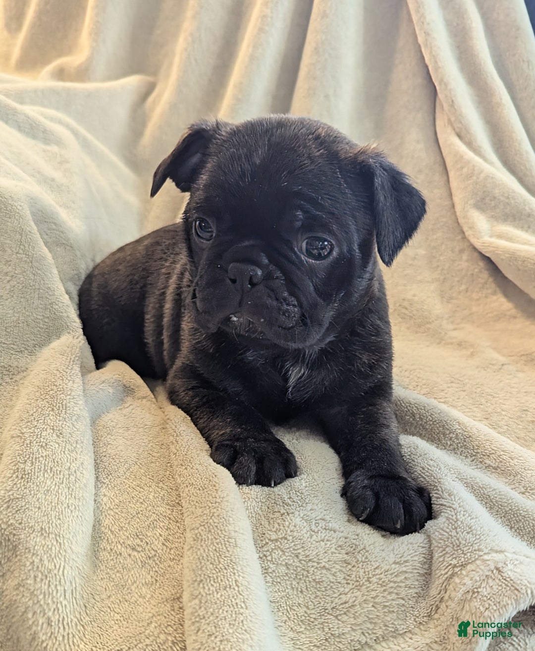 Mixed Breed dogs for sale: Tommy - Ad 1