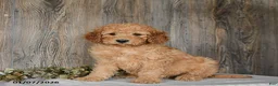 Goldendoodle dogs for sale: Ella - Ad 4