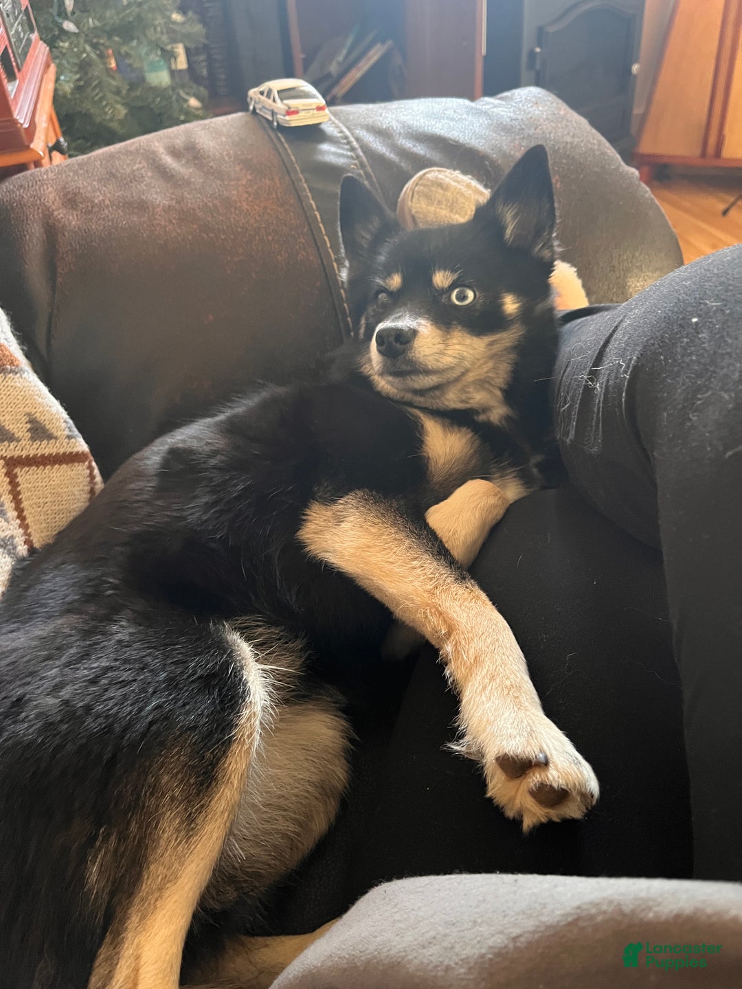 Mixed Breed dogs for sale: Victra - Ad 9