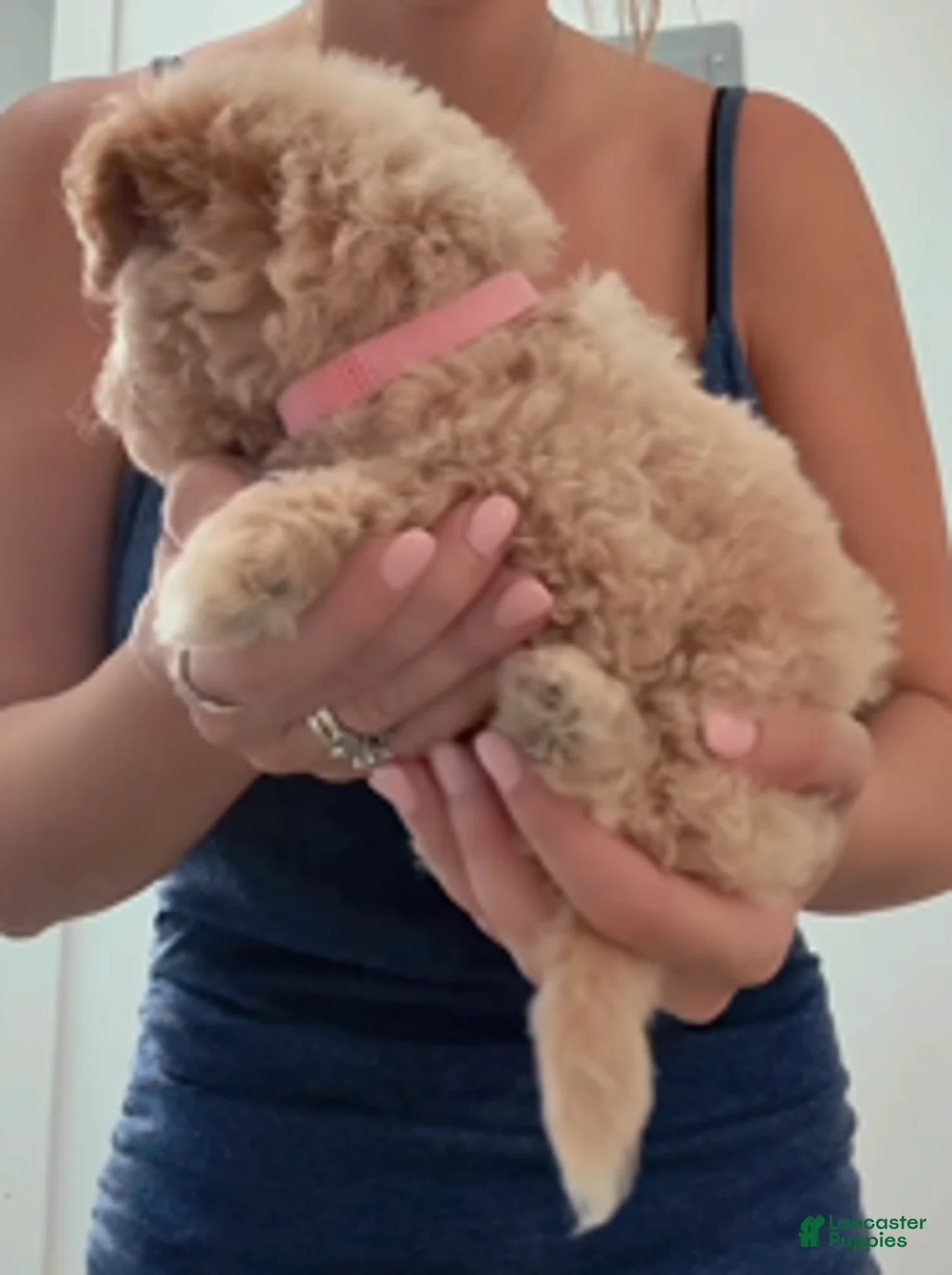 Double Doodle dogs for sale: Girl #3 - Ad 2