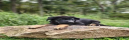 German Shepherd dogs for sale:  Tar - Ad 8