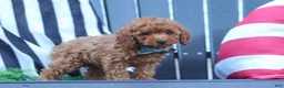 Miniature Poodle dogs for sale: Greyson - Ad 10