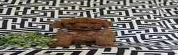 Miniature Poodle dogs for sale: Sloan - Ad 1
