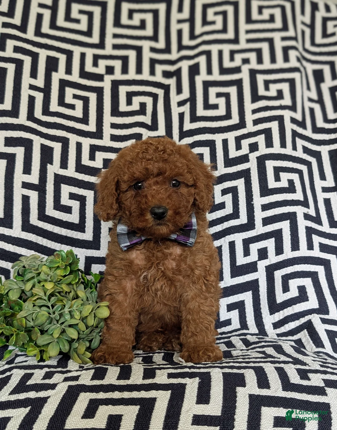 Miniature Poodle dogs for sale: Sloan - Ad 1