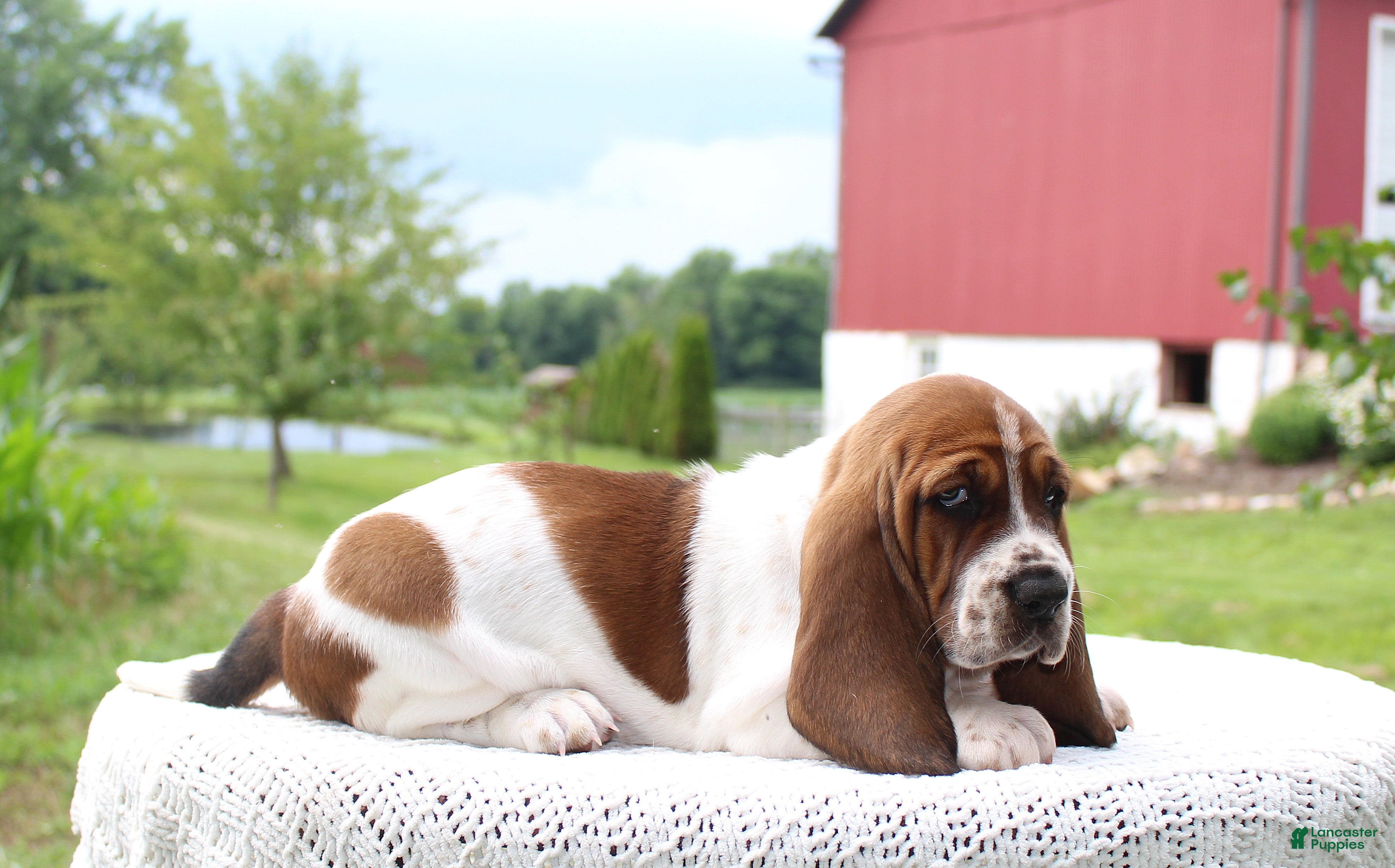 Basset Hound dogs Dixie - Ad 2