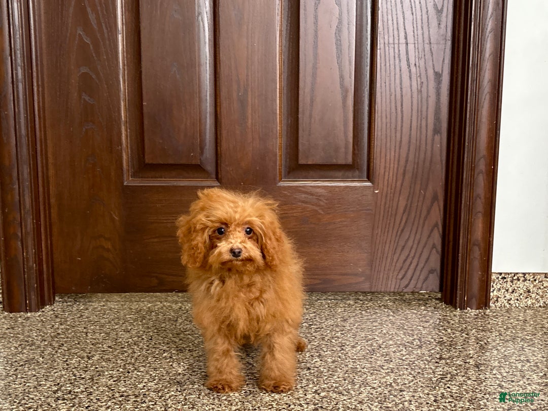 Maltipoo dogs for sale: Tiny Red  - Ad 7