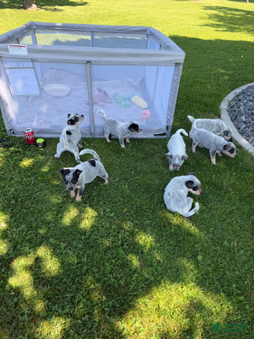 Australian Cattle Dog dogs for sale: Australian Cattle Dog Puppy 2 - Ad 4