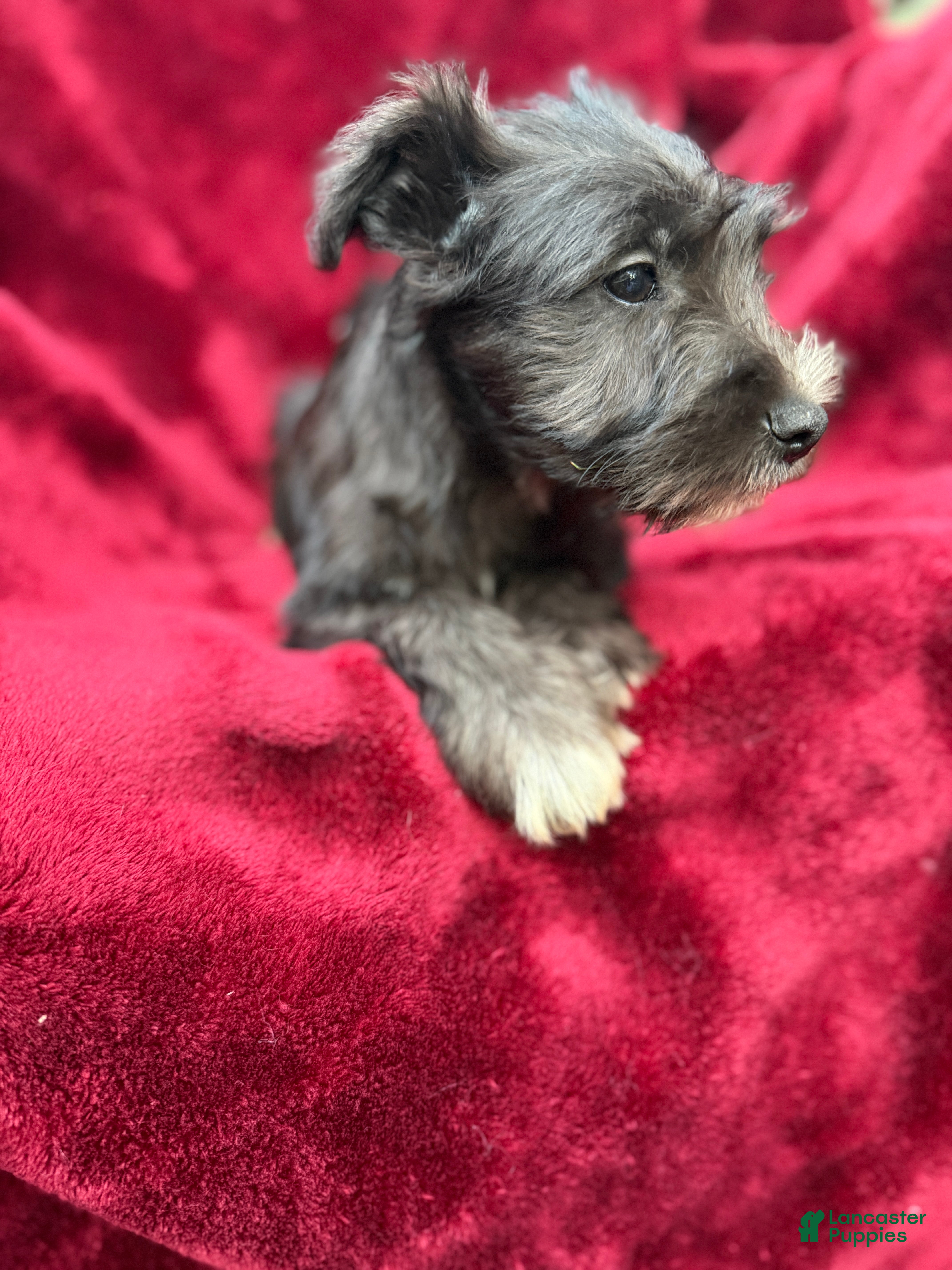 Miniature Schnauzer dogs Miniature Schnauzer 3 - Ad 2