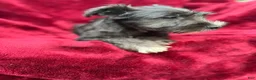 Miniature Schnauzer dogs for sale: Miniature Schnauzer 3 - Ad 2