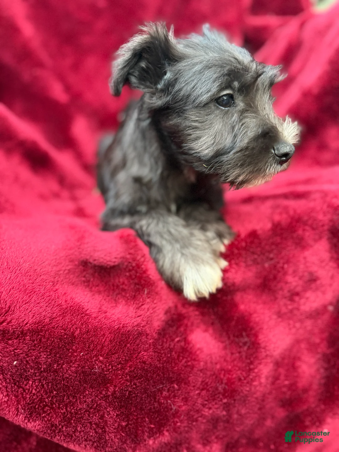 Miniature Schnauzer dogs for sale: Miniature Schnauzer 3 - Ad 2