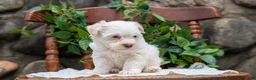 Havanese dogs for sale: Nemo - Ad 9
