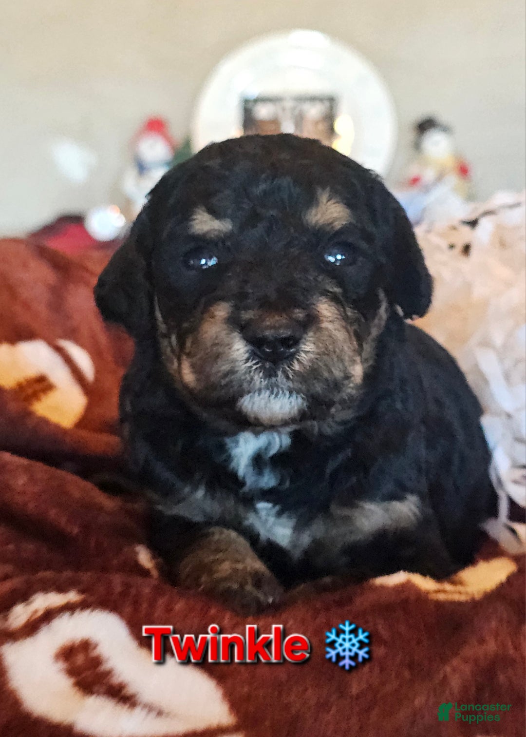 Goldendoodle dogs for sale: Twinkle - Ad 2