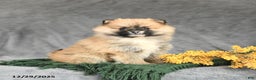 Pomeranian dogs for sale: Kitty - Ad 2