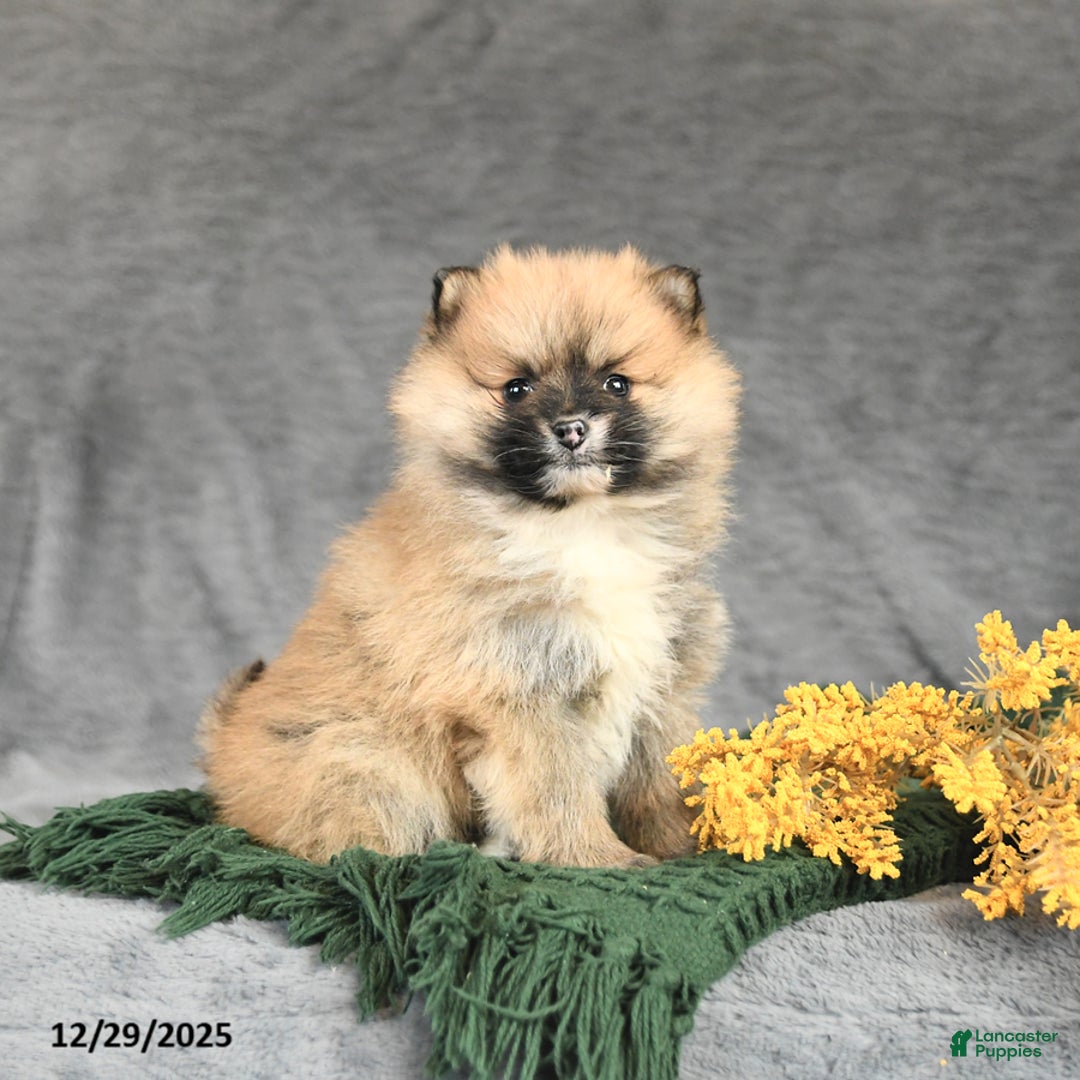 Pomeranian dogs for sale: Kitty - Ad 2