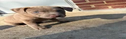 Mixed Breed dogs for sale: Mixed Breed 2 - Ad 1